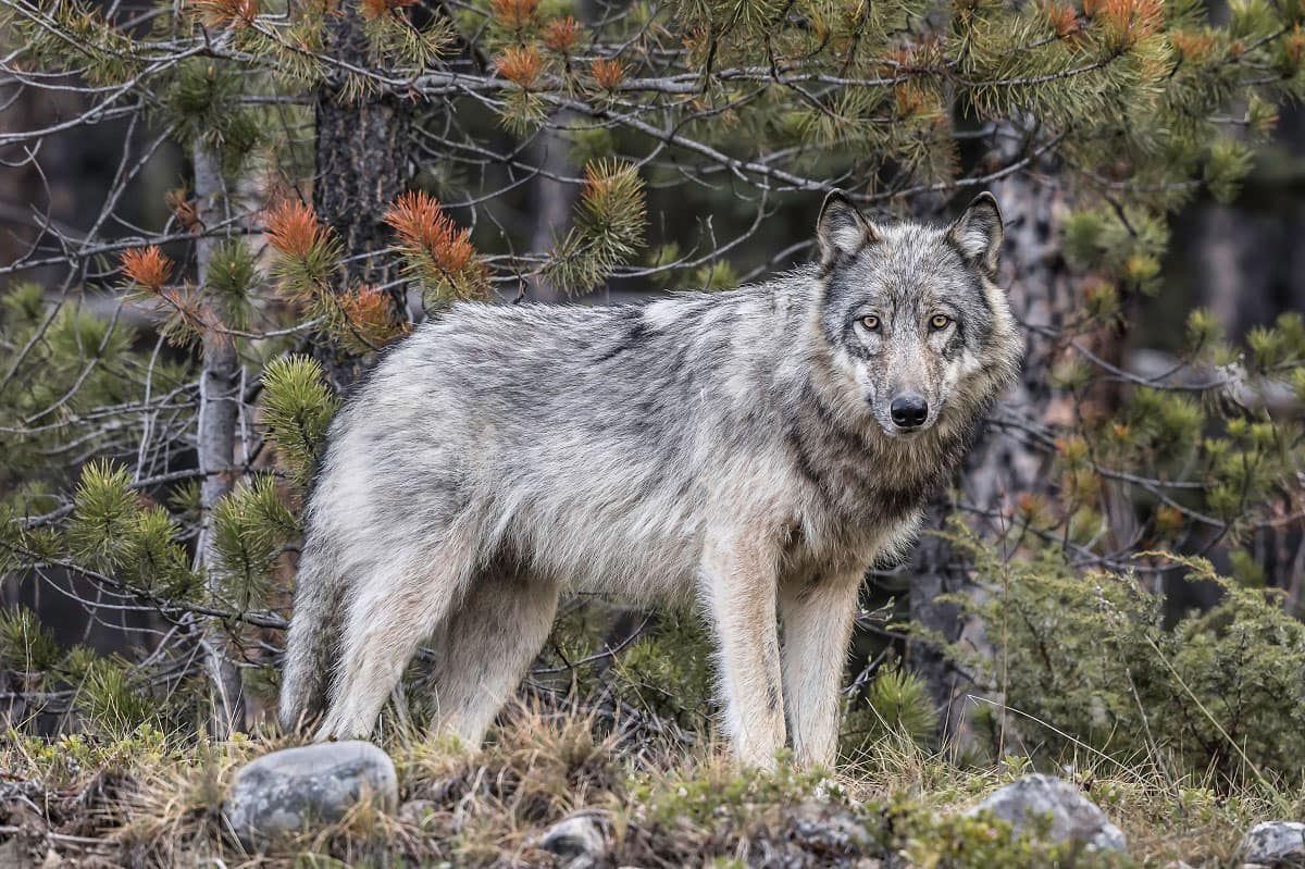 Back to Nature Apparel Gray Wolf Print