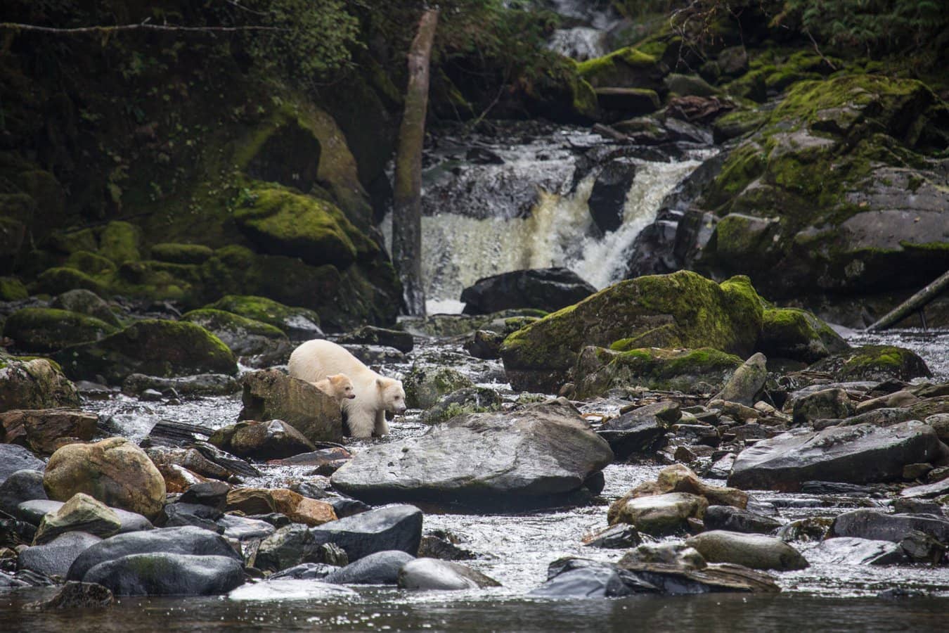 doetsreizenspiritbears