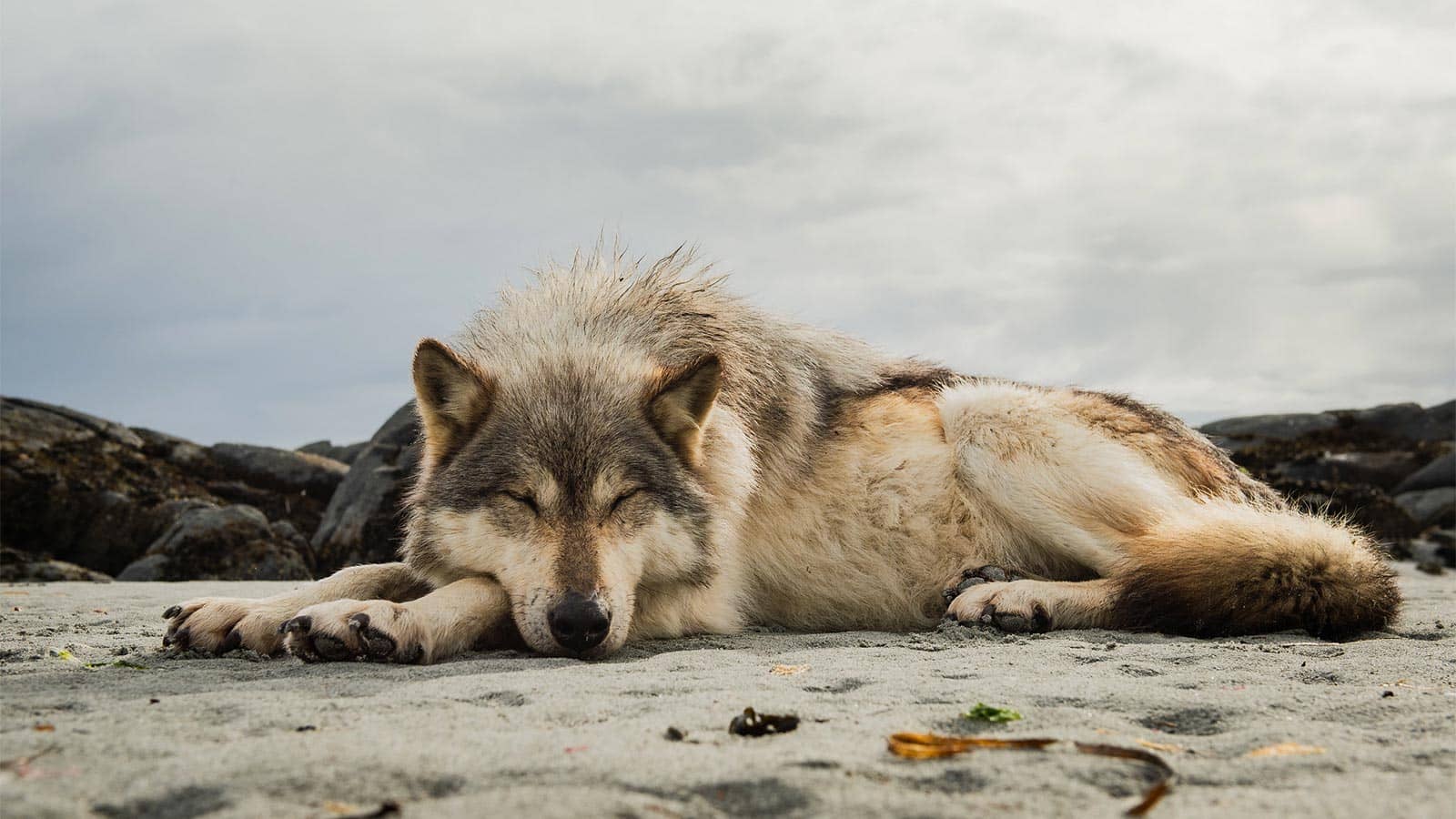 Picture of a BC Coastal sea wolf