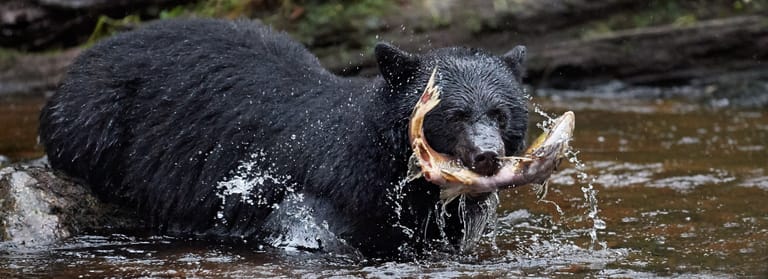 Ocean-Light-II-Great-Bear-Rainforest-3-Black-Bear-Fish