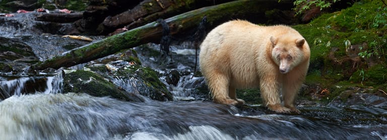 Ocean-Light-II_Great-Bear-Rainforest-13_Spirit-Bear