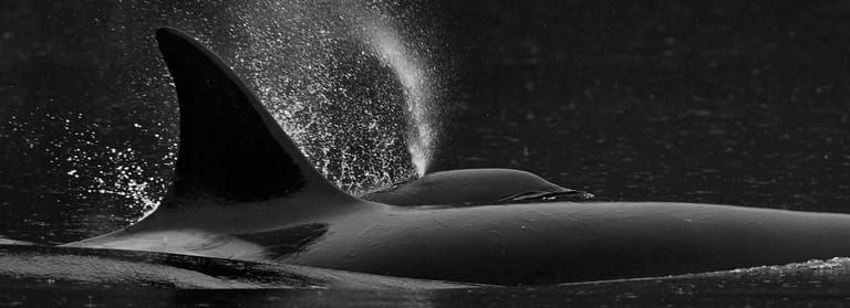 OceanLightII-WestCoast-BradHill_Home-OrcaNCalf-