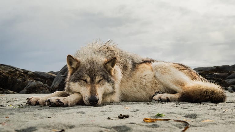 Picture of a BC Coastal sea wolf