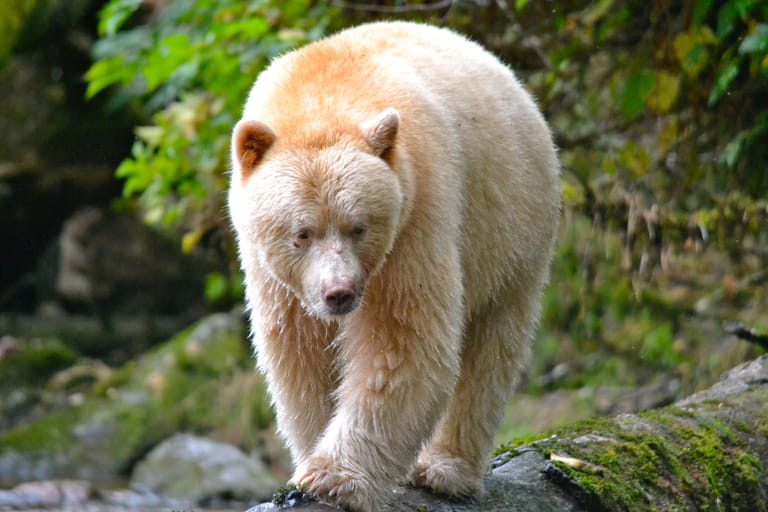 normhannspiritbear2