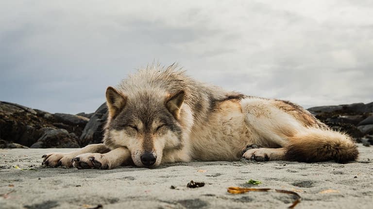 Picture of a BC Coastal sea wolf