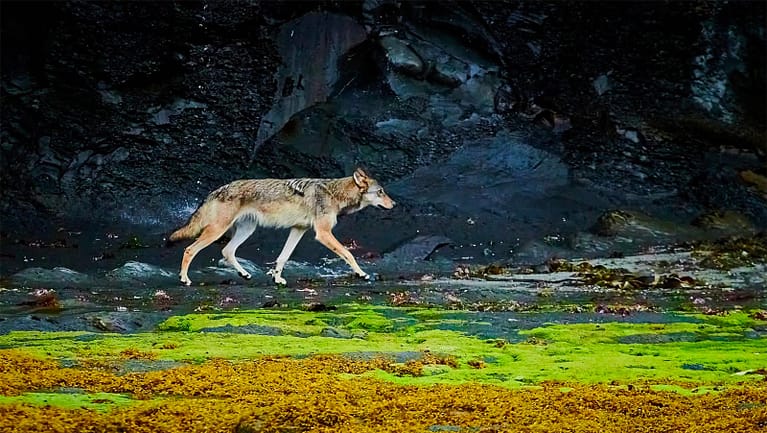 coastal sea wolf on beach - photographer Tom MacPherson